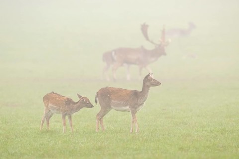 European fallow deer (dama dama) doe standing on a meadow on a foggy day in autumn, Bavaria,