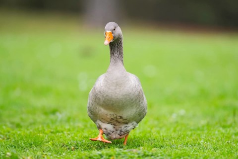 Greylag goose (Anser anser) walking on a meadow, Bavaria, Germany