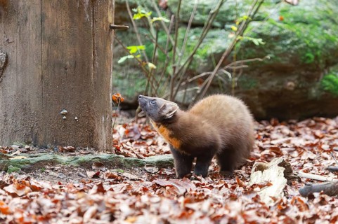 European pine marten (Martes martes) in a forest in autumn, Bavaria, Germany