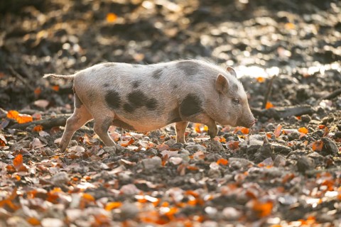 Vietnamese Pot-bellied pig in autumn, Bavaria, Germany