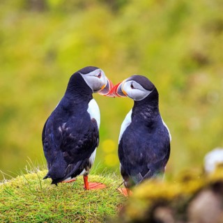Two puffins (Fratercula arctica) on a grassy bird cliff, Cape Dyrhólaey in summer, Dyrholaey, Vík í