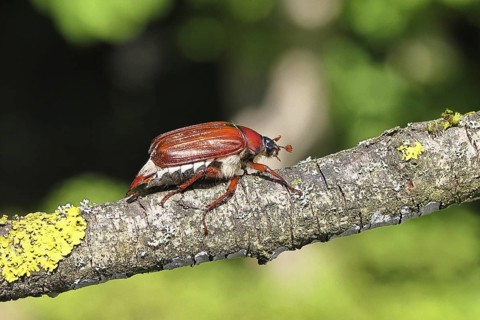 May beetle, wood cockchafer (Melolontha hippocastani), female, on a branch covered with lichen,
