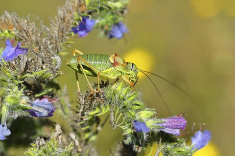 Steppe saddle grasshopper, steppe saddle grasshopper (Ephippiger ephippiger), male, on Viper's