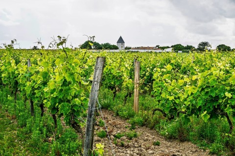 Fields ang Grape plantations, Saint-Clement-des-Baleines, Atlantic, France