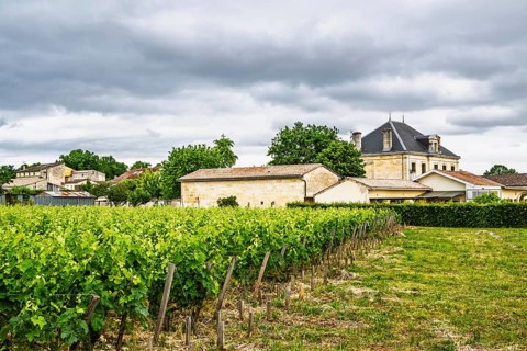Vineyard of Chateau Pichon Longueville Baron Vineyard and grape fields around Pauillac, Bordeaux,