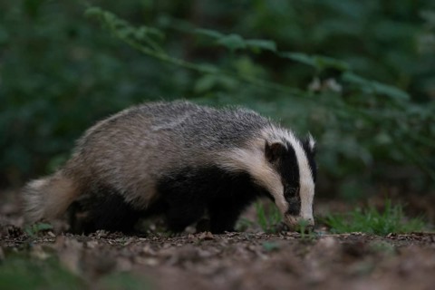 With its nose to the ground... European badger (Meles meles) foraging along a hedge in the twilight