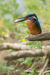 In the habitat... Kingfisher (Alcedo atthis), adult bird sitting with fish in its beak in natural