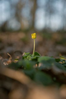 Nature photograph of lesser celandine (Ficaria verna) in spring, nature photo, flora, plant,