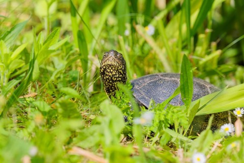 A European pond turtle (Emys orbicularis), makes its way through the green meadow next to the pond