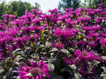 Golden balm, Indian nettle, scarlet monard (Monarda didyma)