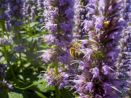 Honey bee (Apis) sitting on scented nettle, aniseed scented nettle, aniseed hyssop, aniseed giant