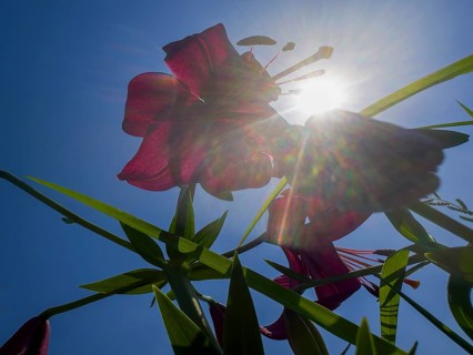 Purple lily (Lilium brownii var. viridulum), photographed from the frog's perspective
