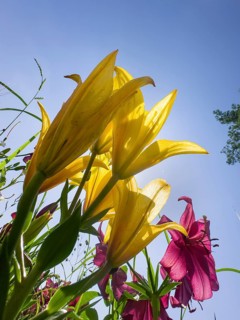 Yellow lily (Lilium cultorum) and purple lily (Lilium brownii var. viridulum), against a blue sky,