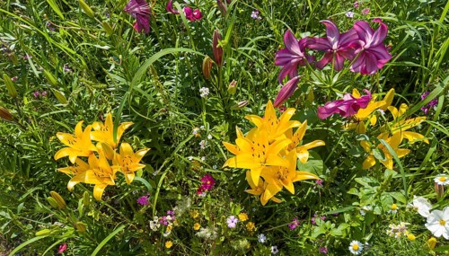 Yellow lily (Lilium cultorum) and purple lily (Lilium brownii var. viridulum)