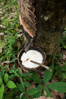 Rubber tree, rubber, Khao Sok National Park, Phang Nga, Surat Thani, Thailand