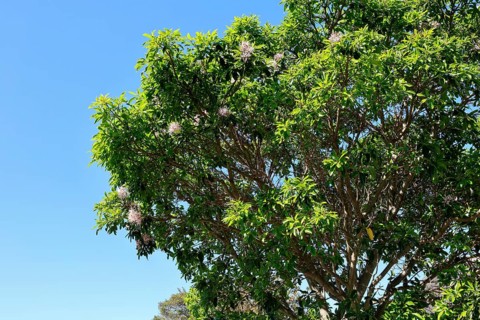 Calodendrum capense, Cape chestnut, Calodendrum tree, flower, flowering, Kirstenbosch Botanical