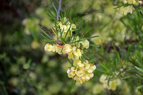 Dodonaea thunbergiana, tree, flowering, flowers, plant, Karoo Desert Botanic Garden, Worcester,