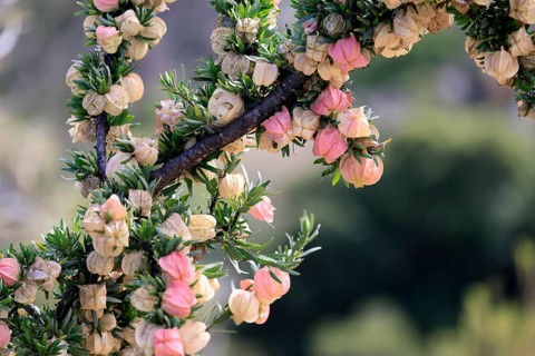 Chinese lantern tree (Nymania capensis), lantern flower, bush, flowering, flower, Karoo Desert