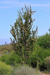 Chinese lantern tree (Nymania capensis), lantern flower, bush, flowering, flower, Karoo Desert