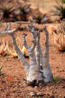 Cyphostemma juttae, plant, succulent, Karoo Desert Botanic Garden, Worcester, Western Cape, South