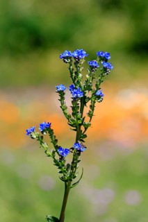 Anchusa capensis, Cape ox tongue, flower, flowering, Kirstenbosch Botanical Gardens, Cape Town,