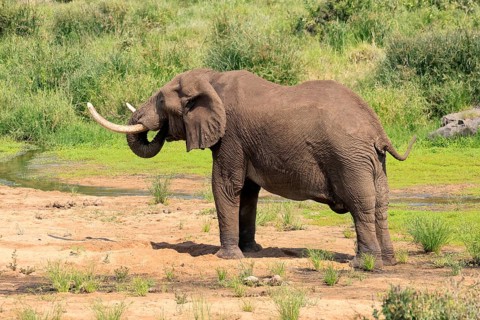 African elephant (Loxodonta africana), adult, digging, drinking, searching for water, Kruger,