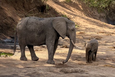 African elephant (Loxodonta africana), adult, juvenile, dried up riverbed, water search, Kruger,
