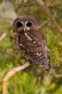 African Tawny Owl (Strix woodfordii), African Tawny Owl, African Bush Owl, African Tawny Owl,