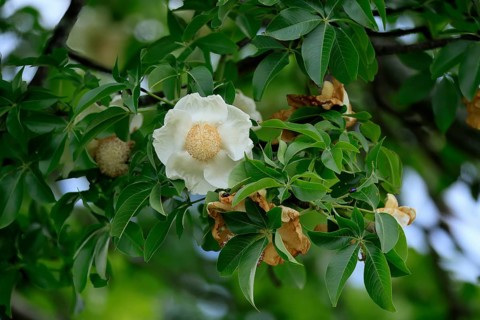 African baobab (Adansonia digitata), African baobab, flowers, flowering, foliage, Kruger, Kruger