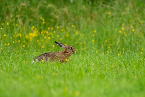 European hare (Lepus europaeus), Vulkaneifel, Rhineland-Palatinate, Germany