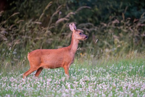 Roe deer (Capreolus capreolus), female, Vulkaneifel, Rhineland-Palatinate, Germany