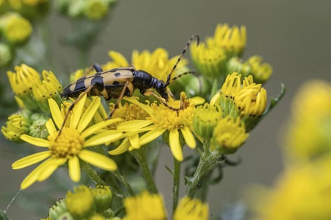 Spotted longhorn (Leptura maculata) on common ragwort (Senecio jacobaea), Emsland, Lower Saxony,
