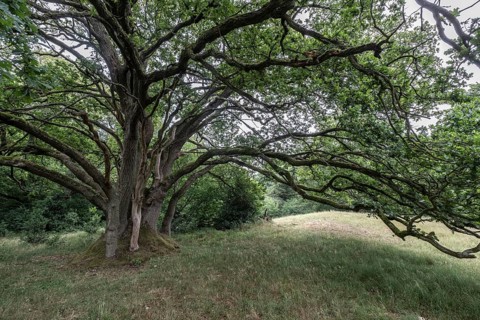English oak (Quercus robur) in the Hutewald forest, Emsland, Lower Saxony, Germany