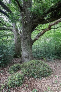 English oak (Quercus robur) in the Hutewald forest, Emsland, Lower Saxony, Germany