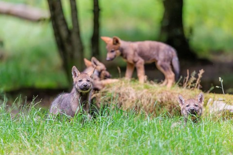 Four gray wolf pups (Canis lupus lupus) stand on, or next to a rock on a small hill at the edge of