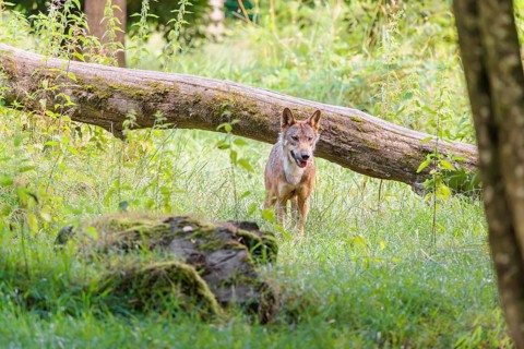 A gray wolf (Canis lupus lupus) stands in a clearing in a green meadow on a sunny day
