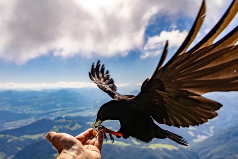 Alpine chough (Pyrrhocorax graculus) takes food from the hand of a mountaineer, Untersberg,