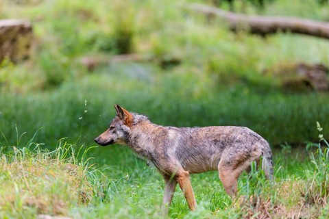 A gray wolf (Canis lupus lupus) walks along the edge of the forest on a cloudy day