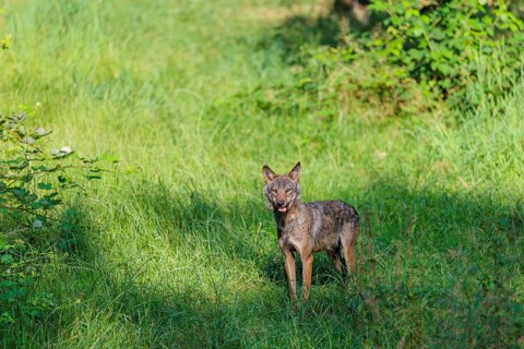 A gray wolf (Canis lupus lupus) stands in a clearing in a green meadow on a sunny day