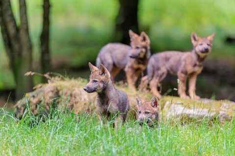Four gray wolf pups (Canis lupus lupus) stand on, or next to a rock on a small hill at the edge of