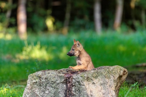 A gray wolf pup (Canis lupus lupus) stands on a small hill at the edge of the forest and observes