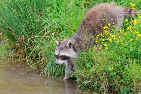An adult raccoon (Procyon lotor) searches for food in the shallow water of a stream surrounded by