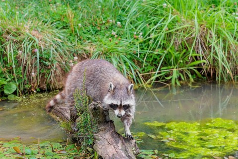 An adult raccoon (Procyon lotor) crosses the shallow water of a stream on a broken branch of a tree