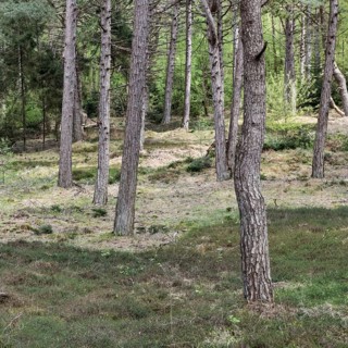 Dune pine forest... Wernerwald (Cuxhaven-Duhnen), black pines (Pinus nigra), typical forest form on