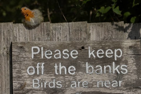 European robin (Erithacus rubecula) adult bird on a sign at a wildlife trust site, Lackford Lakes