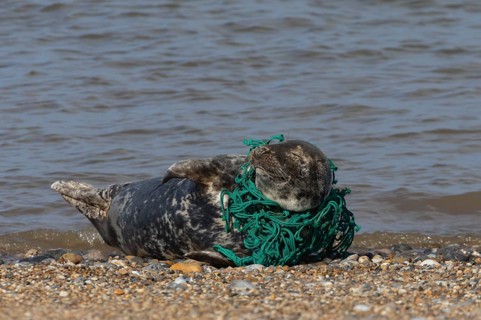 Grey seal (Halichoerus grypus) adult animal with netting wrapped around its body resting on a