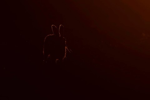 European brown hare (Lepus europaeus) adult animal rim lit from backlighting in a farmland field at