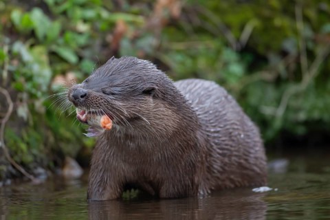 Eurasian otter (Lutra lutra) adult animal eating a fish in a river, England, United Kingdom