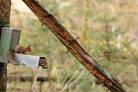 Red squirrel (Sciurus vulgaris) two adult animals on a woodland feeder with a male Chaffinch bird