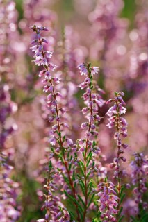 Close-up of flowering heather against the light in the Lüneburg Heath, Lower Saxony, Germany